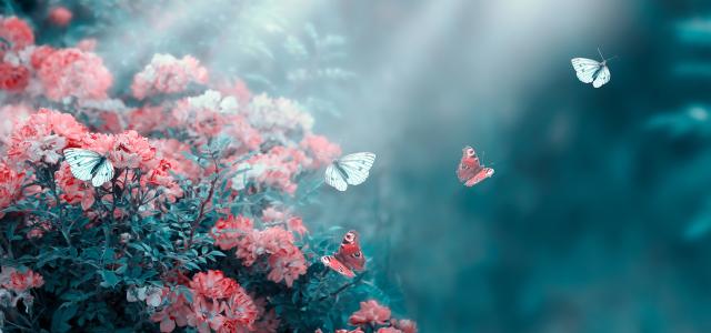 Butterflies Flying Around Flowers